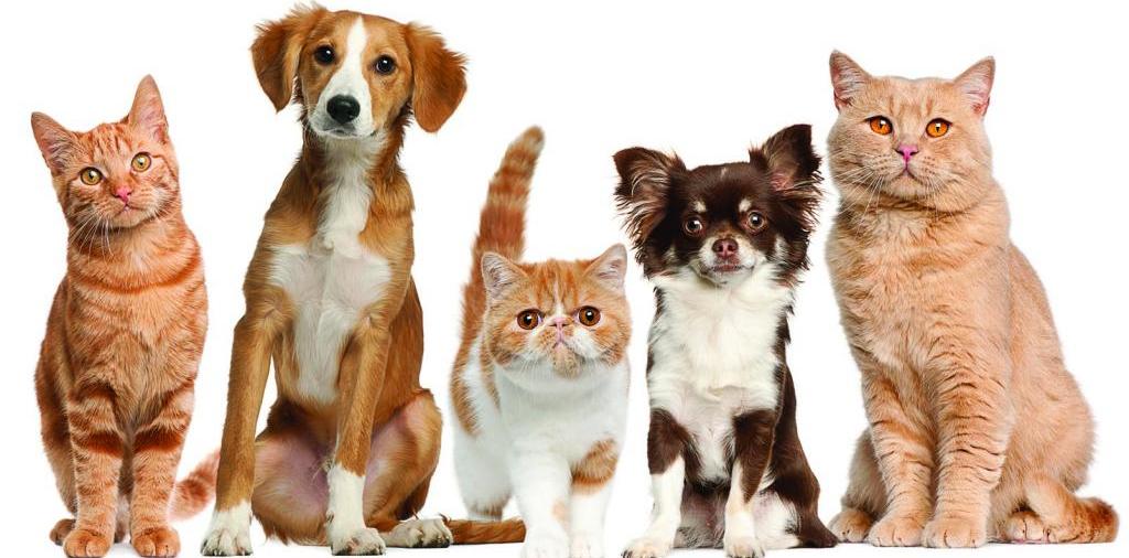 Доска объявлений о животных | ЗооТом - продажа, вязка и услуги для животных в Сальске