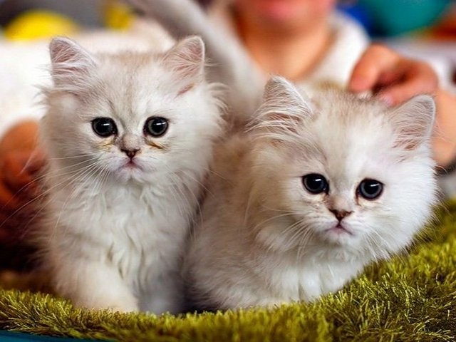 Породы кошек в Сальске | ЗооТом портал о животных