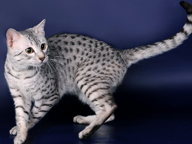 Породы кошек в Сальске | ЗооТом портал о животных