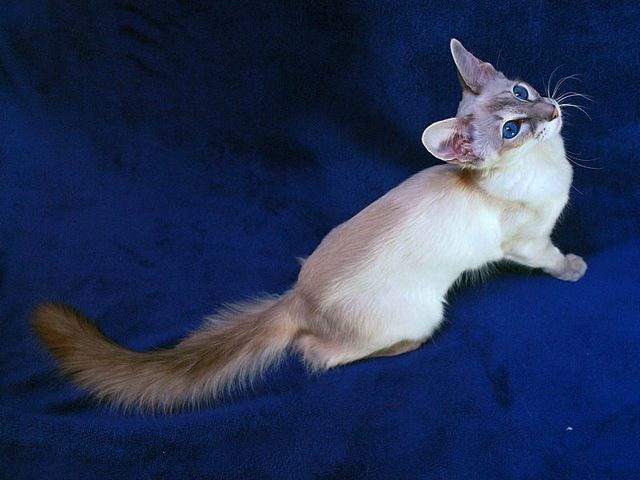 Выведенные породы кошек в Сальске | ЗооТом портал о животных