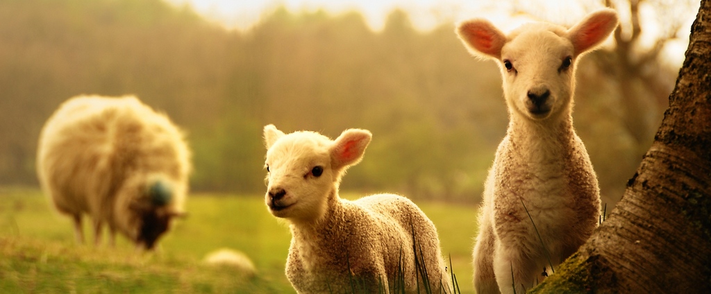 Объявления о сельскохозяйственных животных | ЗооТом - продажа, вязка и услуги для животных в Сальске