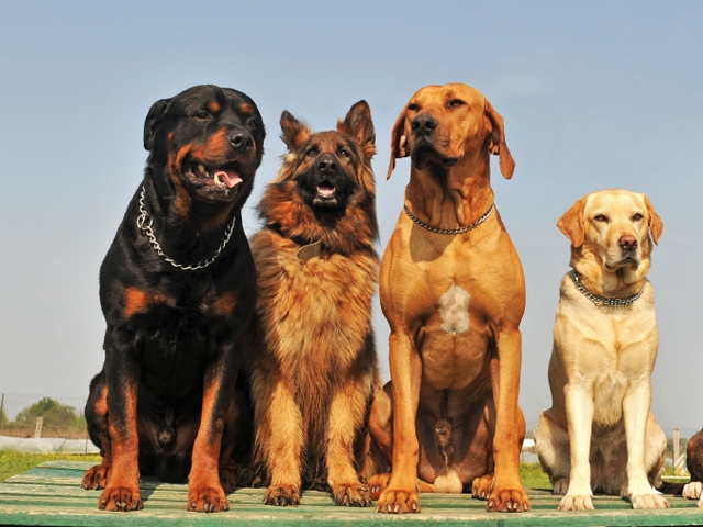 Крупные породы собак в Сальске | ЗооТом портал о животных